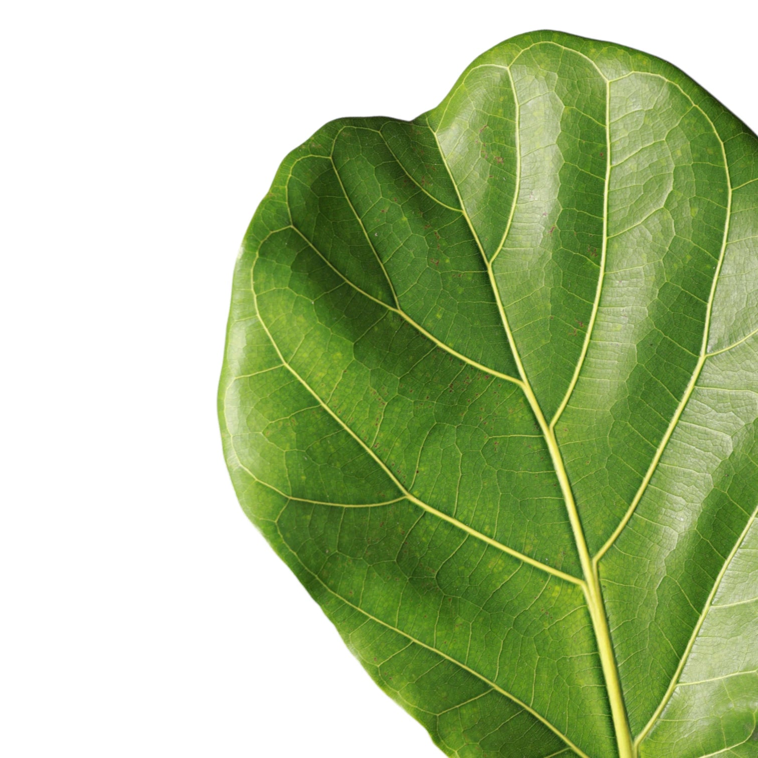 Ficus lyrata – Blattdetail vor weißem Hintergrund..