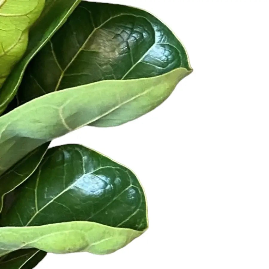 Ficus lyrata 'Bambino' leaf close-up on white background.