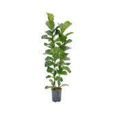 Ficus lyrata 'Bambino' potted houseplant in nursery pot on white background, product photo 2.