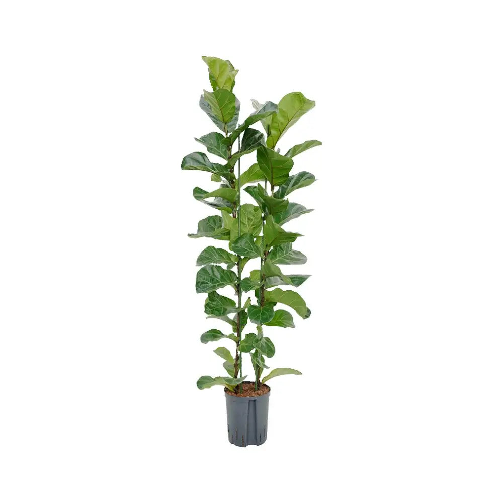 Ficus lyrata 'Bambino' potted houseplant in nursery pot on white background, product photo 2.