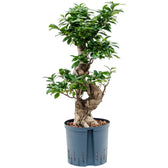 Ficus microcarpa 'Compacta' Zimmerpflanze im Anzuchttopf vor weißem Hintergrund, Produktfoto 2.