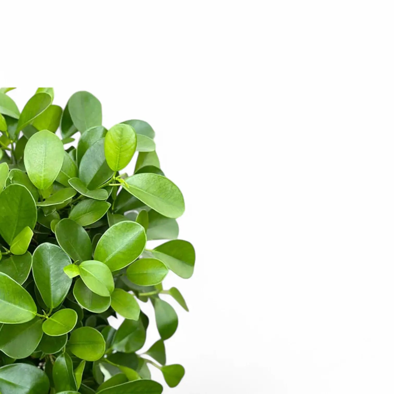 Ficus microcarpa 'Moclame' leaf close-up on white background.
