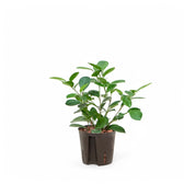 Ficus microcarpa 'Moclame' potted houseplant in nursery pot on white background, product photo 2.