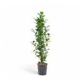 Ficus microcarpa 'Moclame' potted houseplant in nursery pot on white background, product photo 3.