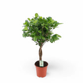 Ficus microcarpa 'Moclame' potted houseplant in nursery pot on white background, product photo 4.