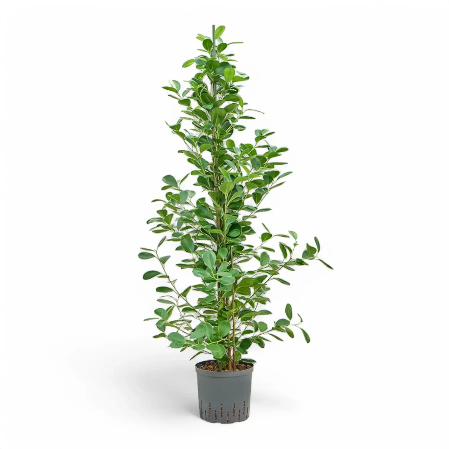 Ficus microcarpa 'Moclame' potted houseplant in nursery pot on white background, product photo 5.