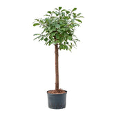 Ficus reflexa potted houseplant in nursery pot on white background, product photo 2.