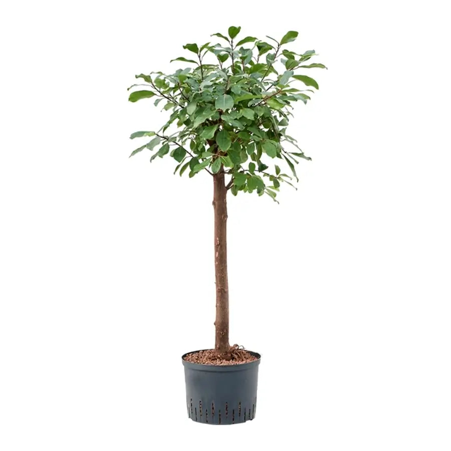 Ficus reflexa potted houseplant in nursery pot on white background, product photo 2.
