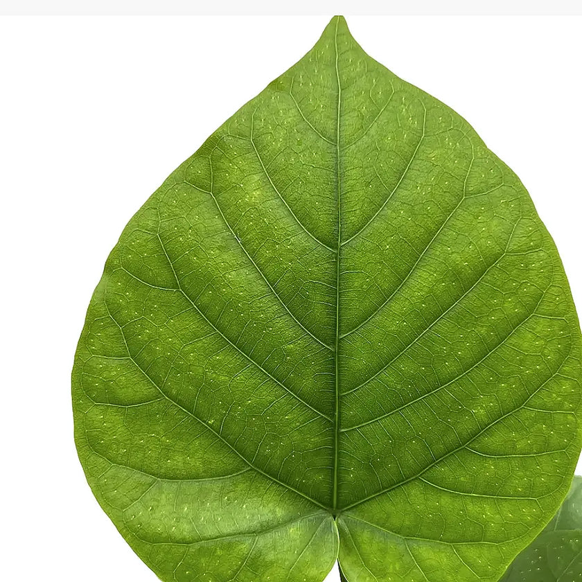Ficus umbellata – Blattdetail vor weißem Hintergrund..
