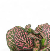 Fittonia albivenis 'Pink Ruby' ('Pink Specik') leaf close-up on white background.