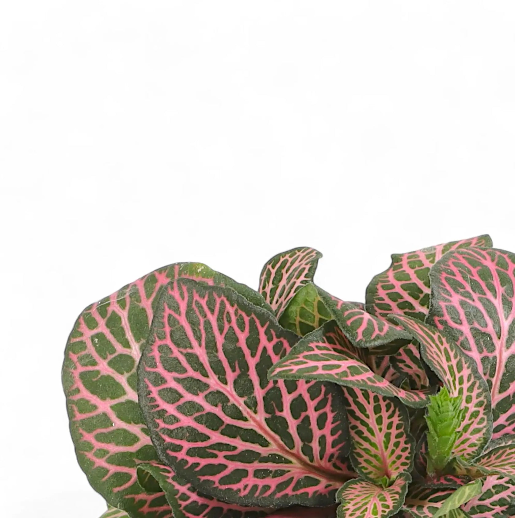 Fittonia albivenis 'Pink Ruby' ('Pink Specik') leaf close-up on white background.