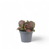 Fittonia albivenis 'Pink Ruby' ('Pink Specik') potted houseplant in nursery pot on white background, product photo 2.