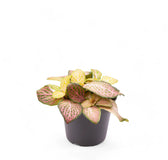 Fittonia albivenis 'Pink Ruby' ('Pink Specik') potted houseplant in nursery pot on white background, product photo 3.