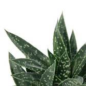Gasteria 'D.Due' leaf close-up on white background.