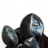 Geogenanthus ciliatus 'Midnight Pearl' – Blattdetail vor weißem Hintergrund..