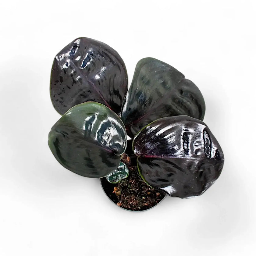 Geogenanthus ciliatus 'Midnight Pearl' potted houseplant in nursery pot on white background, product photo 2.