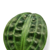 Geogenanthus poeppigii – Blattdetail vor weißem Hintergrund..