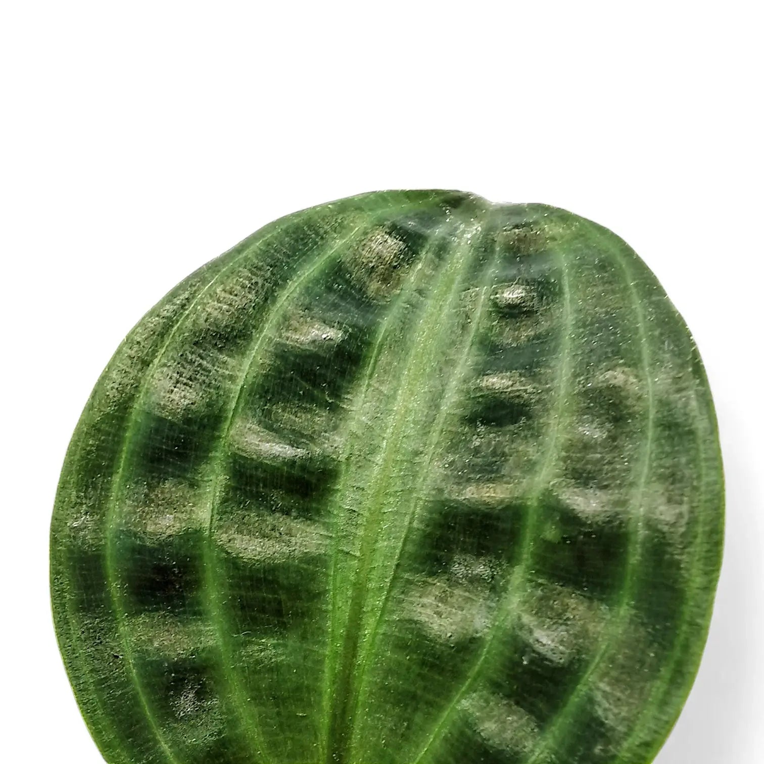 Geogenanthus poeppigii – Blattdetail vor weißem Hintergrund..