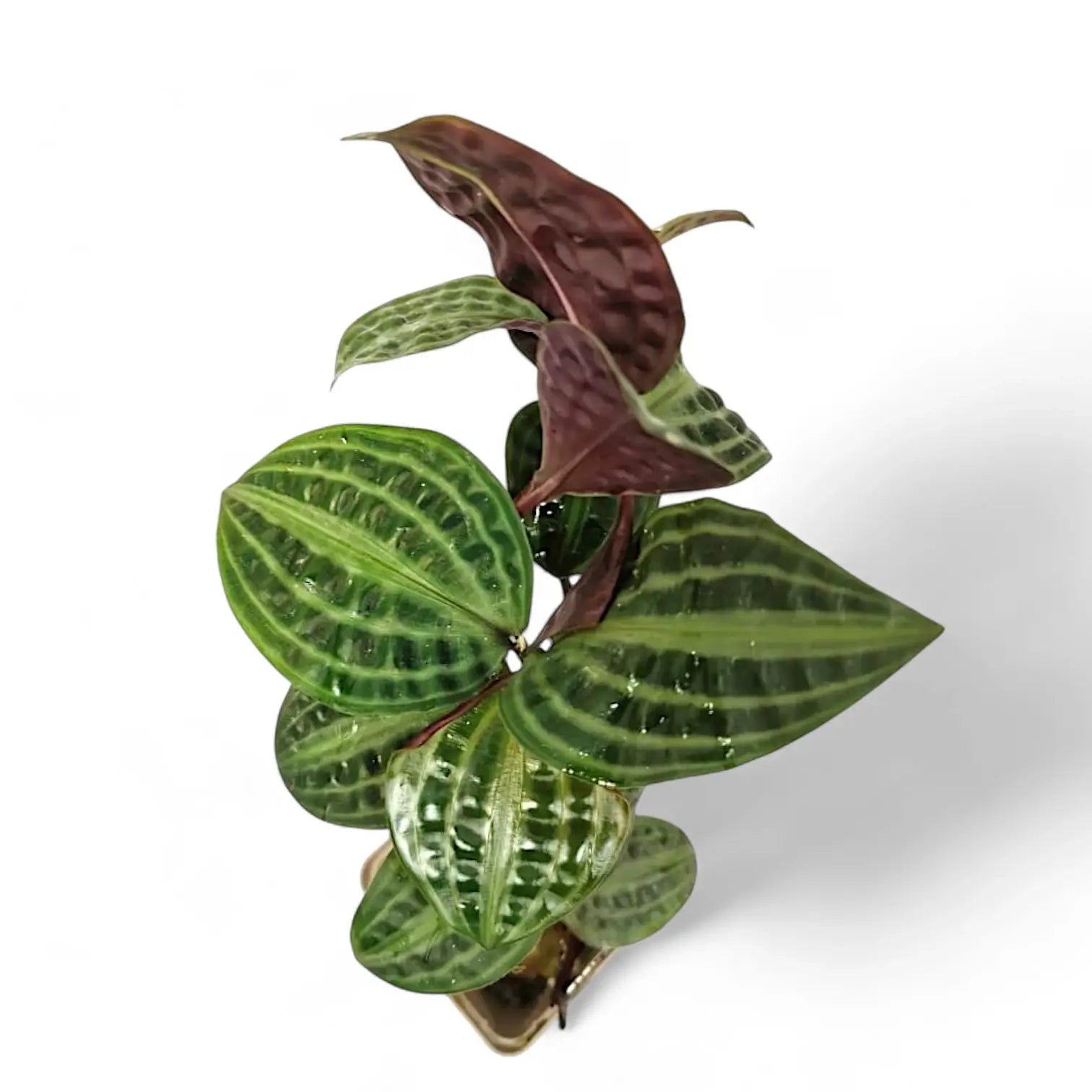 Geogenanthus poeppigii Zimmerpflanze im Anzuchttopf vor weißem Hintergrund, Produktfoto 2.