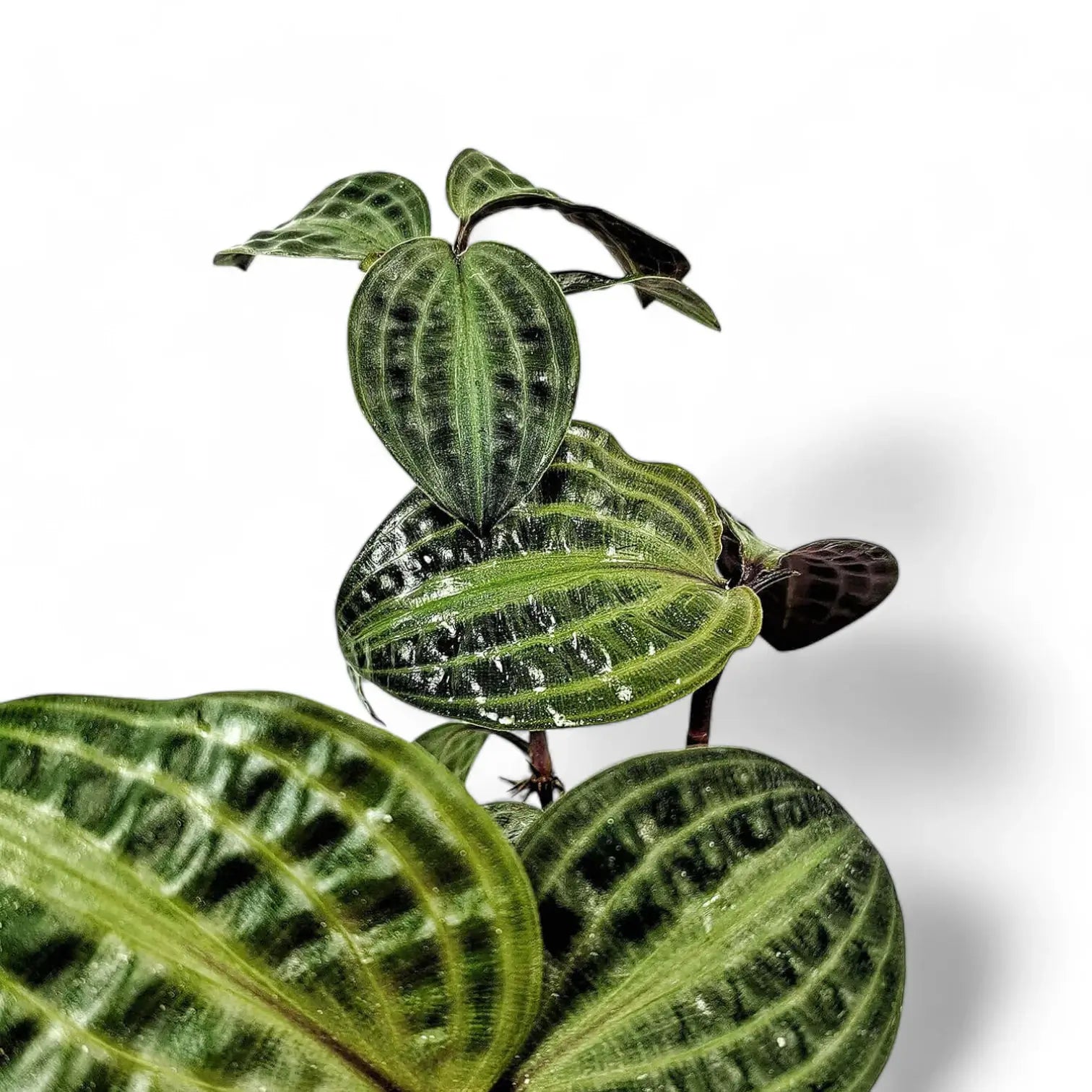 Geogenanthus poeppigii Zimmerpflanze im Anzuchttopf vor weißem Hintergrund, Produktfoto 3.