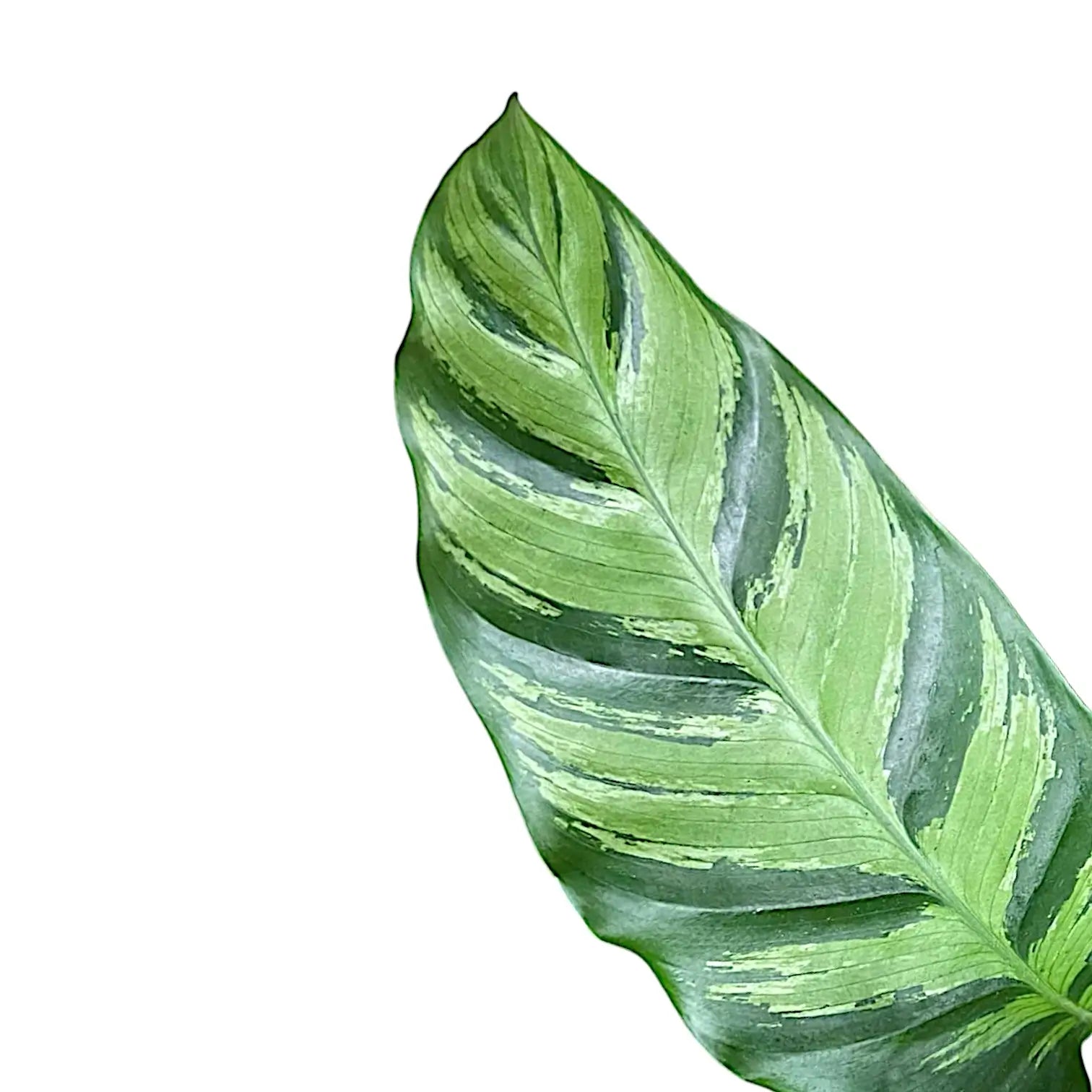 Goeppertia (Calathea) 'Greenstar' – Blattdetail vor weißem Hintergrund..