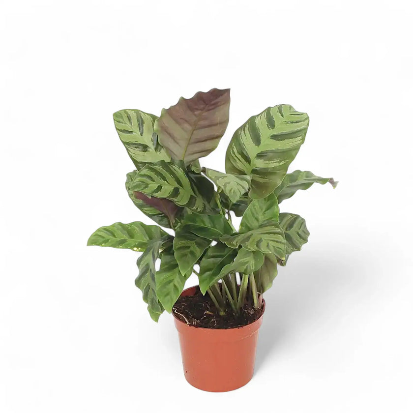 Goeppertia (Calathea) 'Greenstar' potted houseplant in nursery pot on white background, product photo 2.
