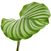 Goeppertia (Calathea) orbifolia leaf close-up on white background.