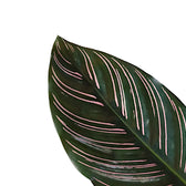 Goeppertia (Calathea) ornata – Blattdetail vor weißem Hintergrund..