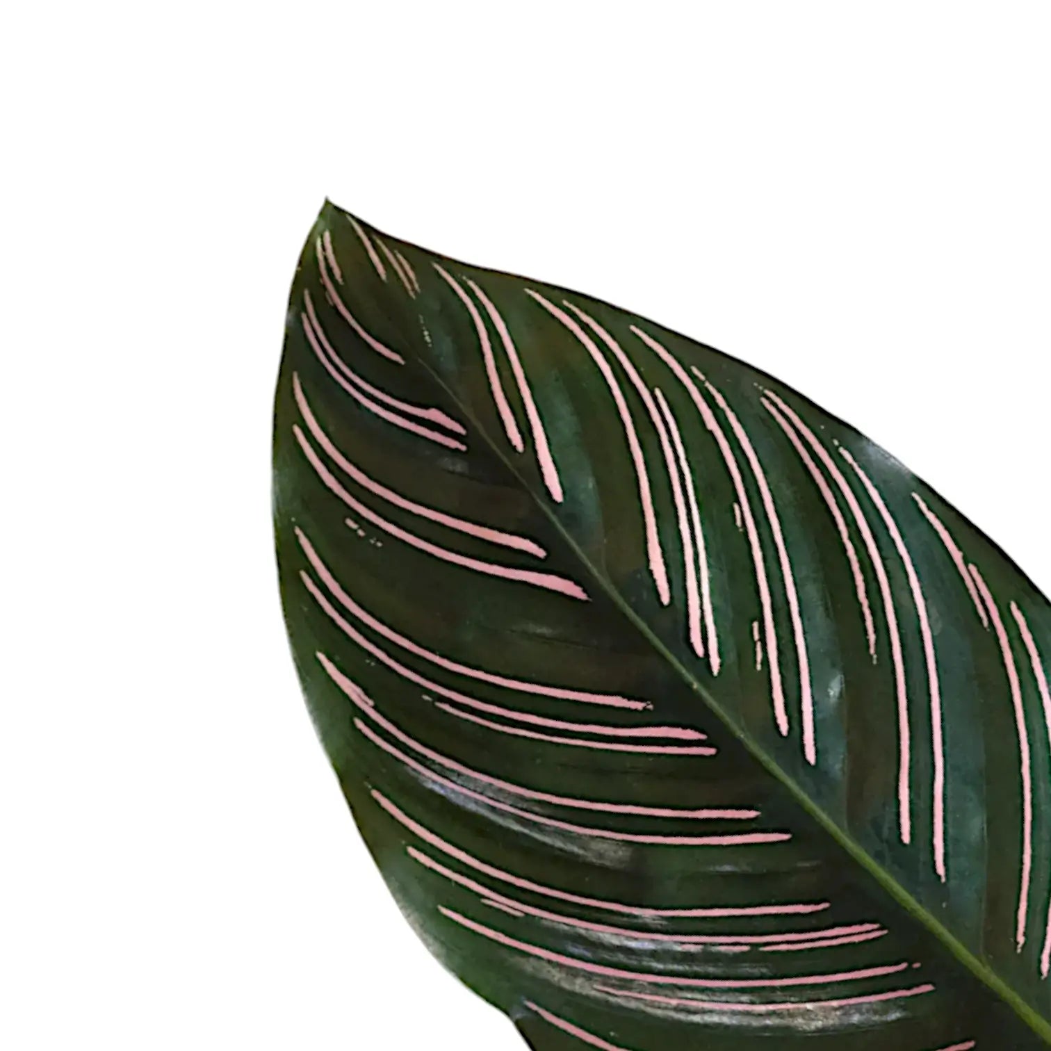 Goeppertia (Calathea) ornata – Blattdetail vor weißem Hintergrund..