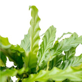 Goeppertia (Calathea) rufibarba 'Blue Grass' – Blattdetail vor weißem Hintergrund..