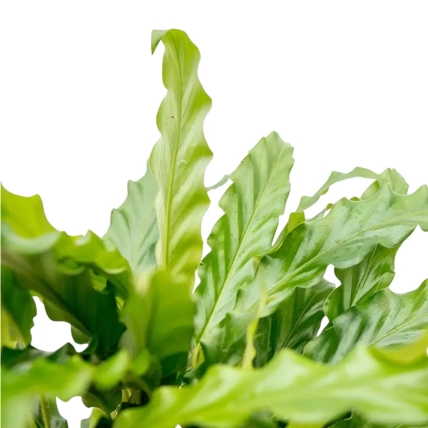 Goeppertia (Calathea) rufibarba 'Blue Grass' leaf close-up on white background.