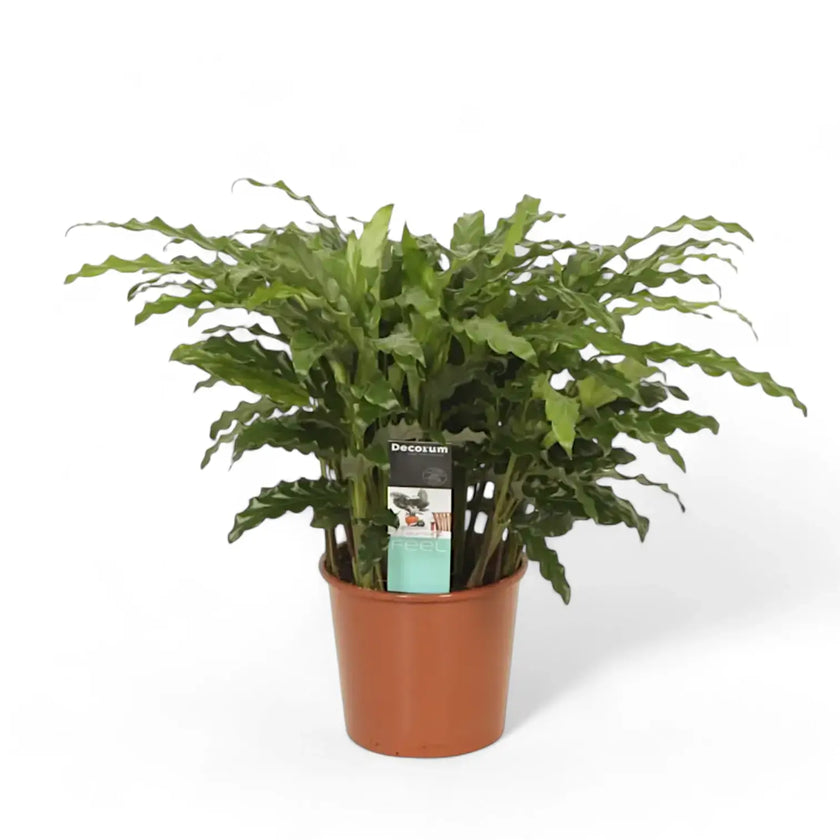 Goeppertia (Calathea) rufibarba 'Blue Grass' potted houseplant in nursery pot on white background, product photo 2.