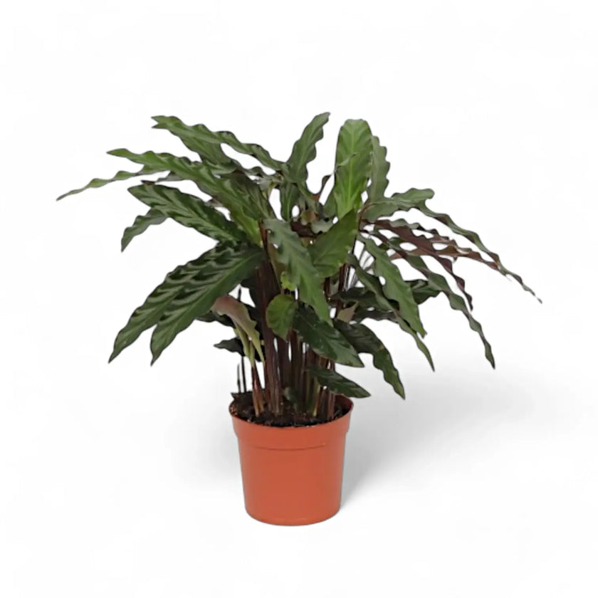 Goeppertia (Calathea) rufibarba 'Elgergrass' potted houseplant in nursery pot on white background, product photo 2.