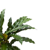 Goeppertia (Calathea) rufibarba 'Tropistar' – Blattdetail vor weißem Hintergrund..