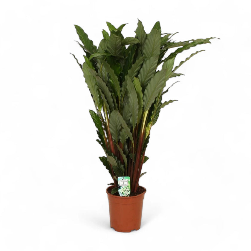 Goeppertia (Calathea) rufibarba 'Tropistar' potted houseplant in nursery pot on white background, product photo 2.