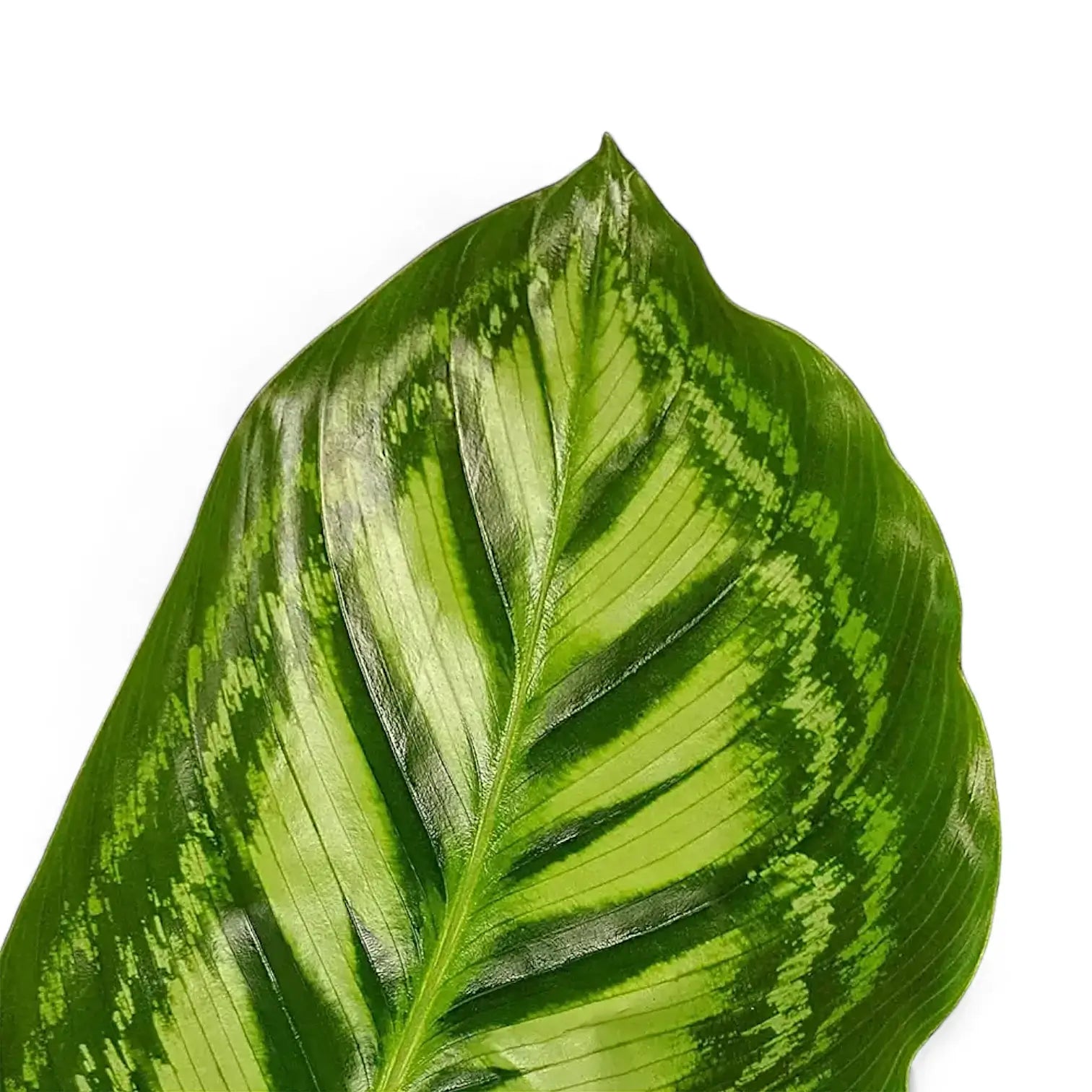 Goeppertia (Calathea) veitchiana 'Flamestar' – Blattdetail vor weißem Hintergrund..