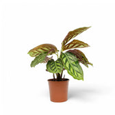 Goeppertia (Calathea) veitchiana 'Flamestar' Zimmerpflanze im Anzuchttopf vor weißem Hintergrund, Produktfoto 2.