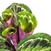 Goeppertia (Calathea) veitchiana 'Medaillon' – Blattdetail vor weißem Hintergrund..