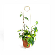 Golden Plant Stakes vor weißem Hintergrund, Produktfoto 4.