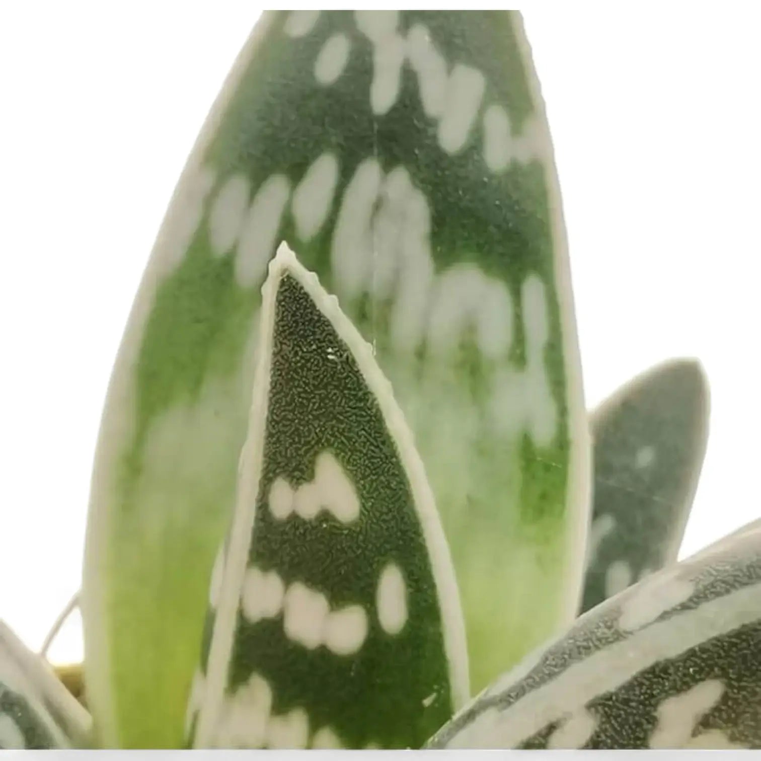 Gonialoe variegata leaf close-up on white background.