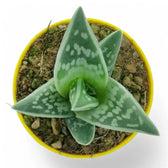 Gonialoe variegata potted houseplant in nursery pot on white background, product photo 2.