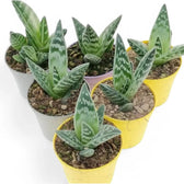 Gonialoe variegata potted houseplant in nursery pot on white background, product photo 4.