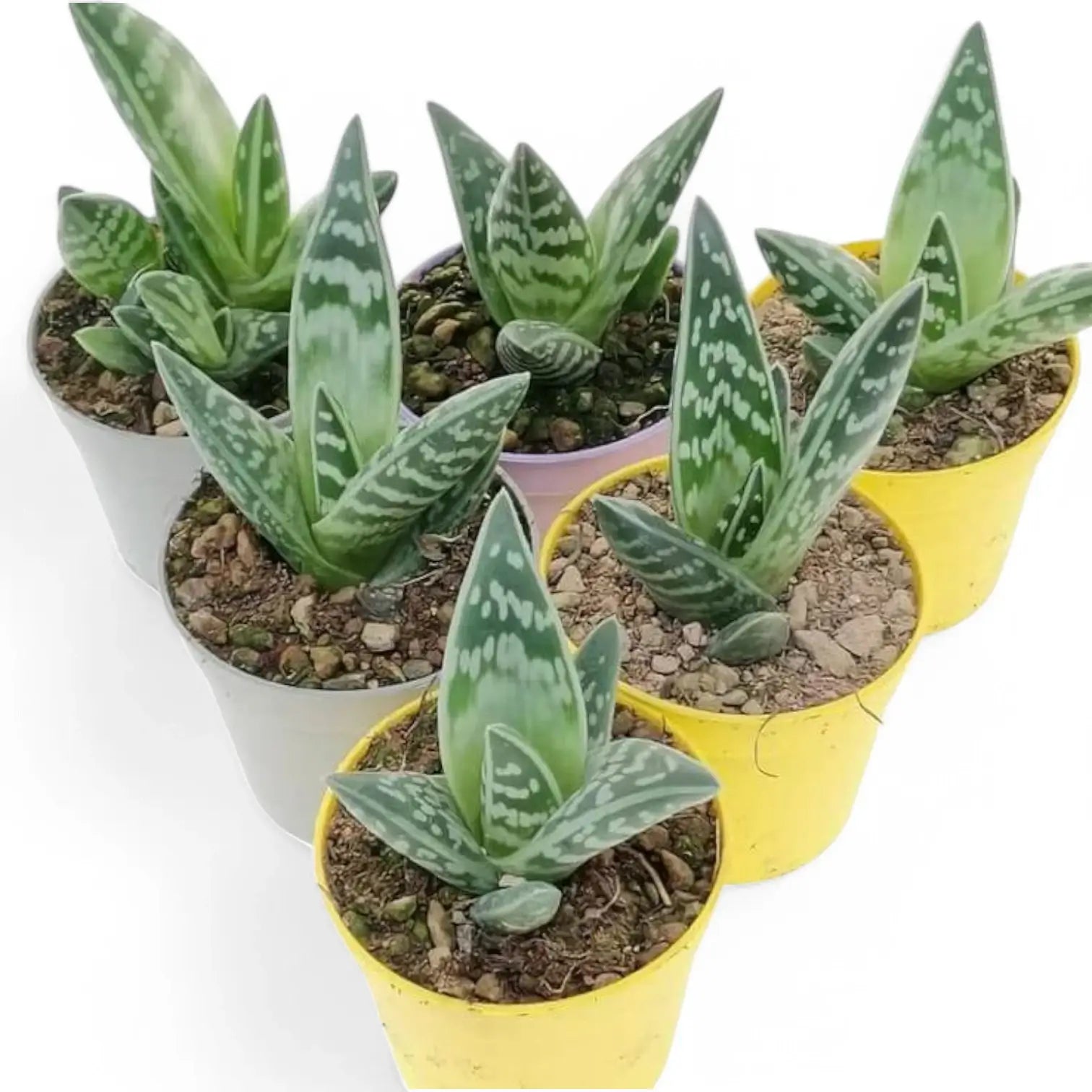 Gonialoe variegata potted houseplant in nursery pot on white background, product photo 4.