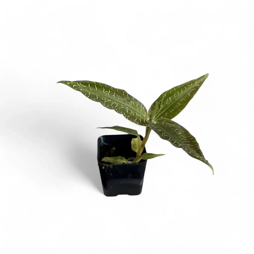 Goodyera malipoensis potted houseplant in nursery pot on white background, product photo 2.