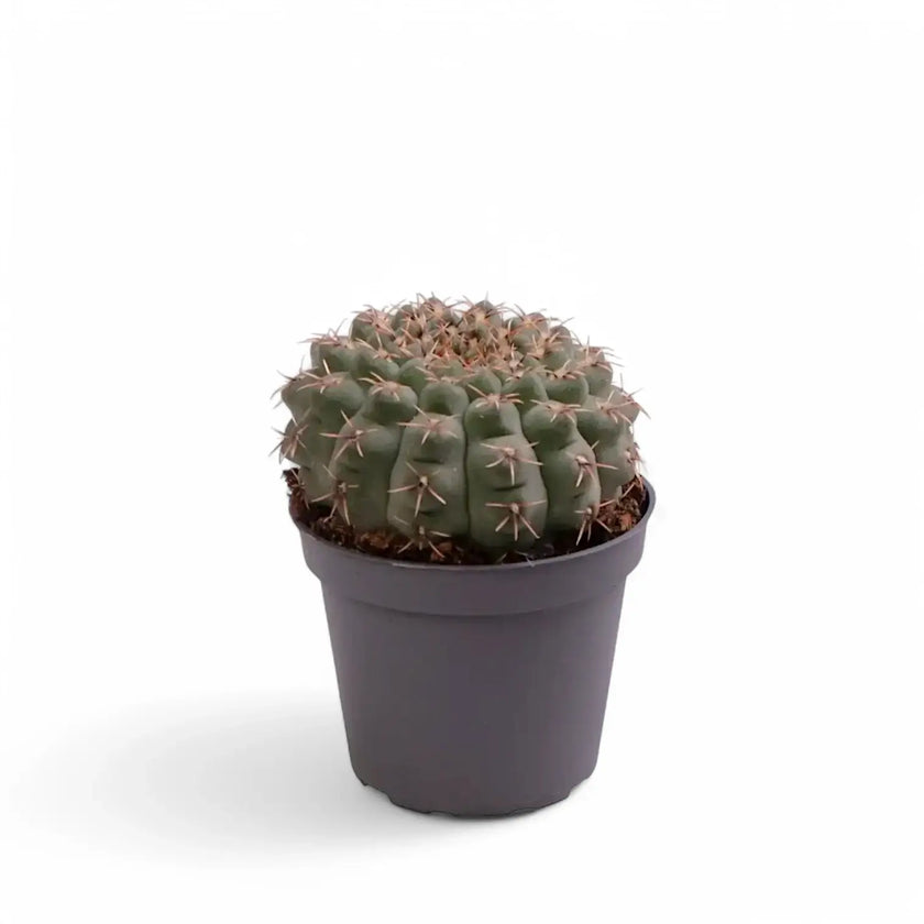 Gymnocalycium baldianum potted houseplant in nursery pot on white background, product photo 2.