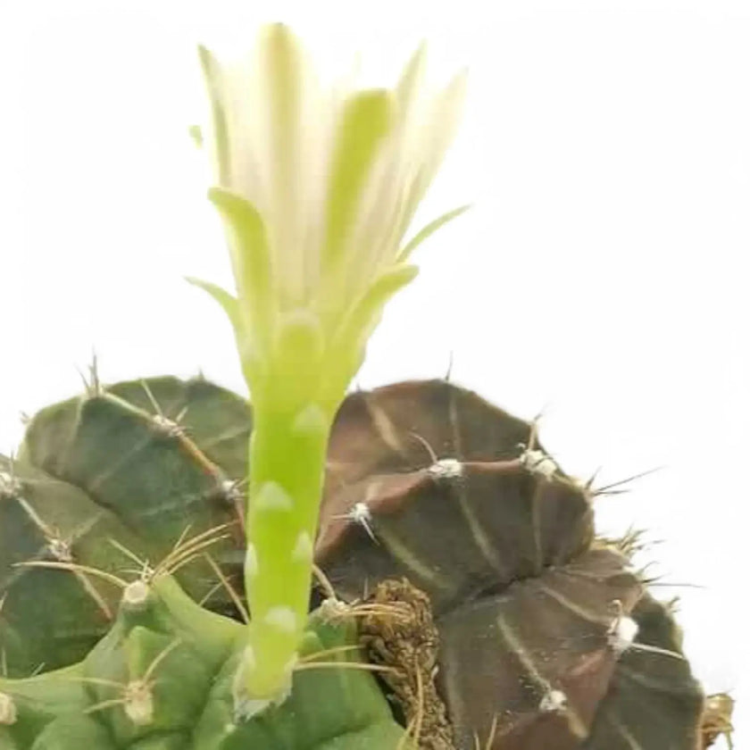 Gymnocalycium mihanovichii leaf close-up on white background.