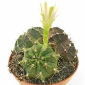 Gymnocalycium mihanovichii Zimmerpflanze im Anzuchttopf vor weißem Hintergrund, Produktfoto 3.