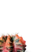 Gymnocalycium mihanovichii f. variegata – Blattdetail vor weißem Hintergrund..