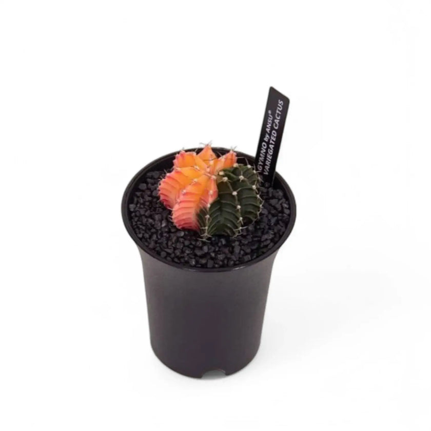 Gymnocalycium mihanovichii f. variegata potted houseplant in nursery pot on white background, product photo 2.