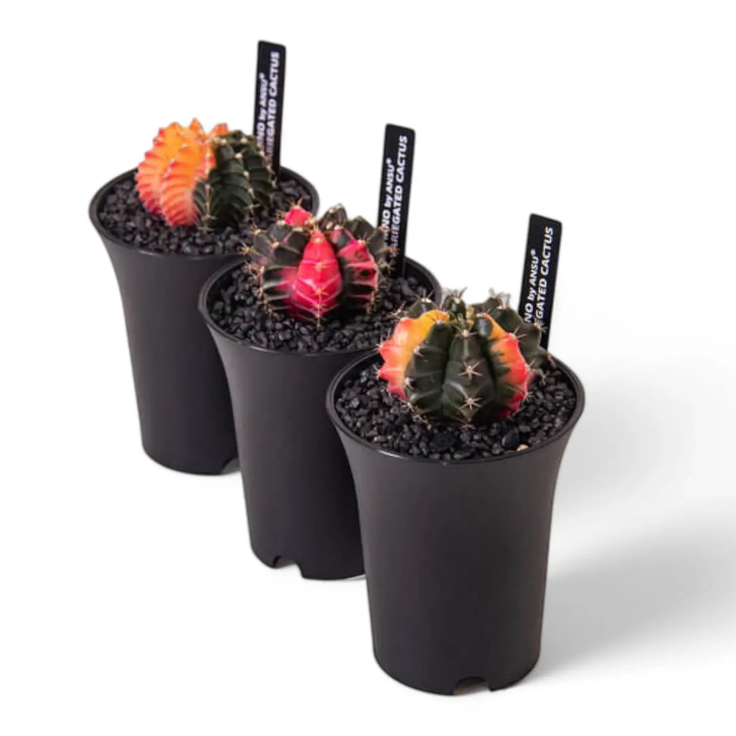 Gymnocalycium mihanovichii f. variegata Zimmerpflanze im Anzuchttopf vor weißem Hintergrund, Produktfoto 3.